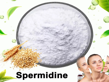 Does Spermidine Help With Weight Loss？